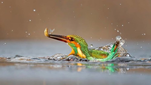 Kingfisher (Alcedo atthis) winter and frost, hunting, catching fish, dive, diving, underwater,