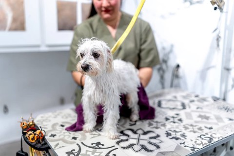 White maltese wrapped in a towel on a grooming table, receiving professional care from a female