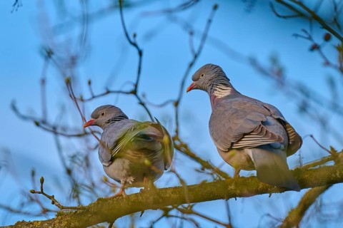 Two pigeons sitting close together on a branch, surrounded by bare branches, wood pigeon (Columba