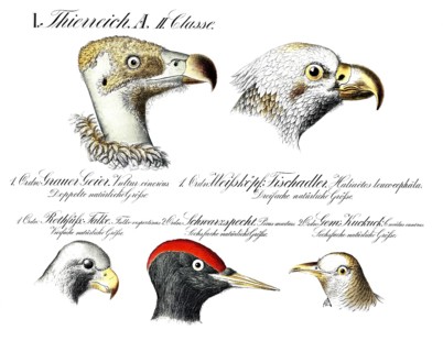 Animal kingdom, birds, gray vultures, Vultur cinereus. Bald eagle, Haliaetos leucocephala.