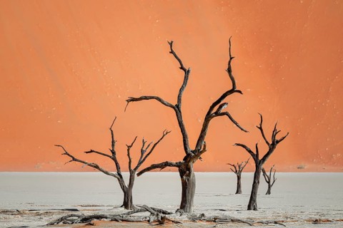 Dead camel thorn trees (Vachellia erioloba), red sand dunes, white salt pan, Dead Vlei, Sossusvlei,