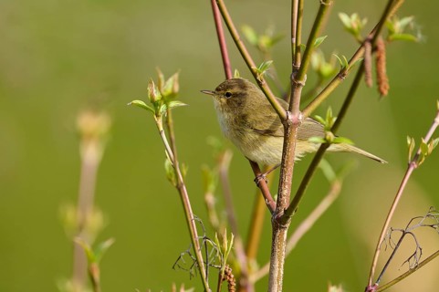 A quiet songbird sits on branches in an undisturbed, green spring scenery, chiffchaff (Phylloscopus