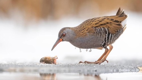 Water rail (Rallus aquaticus) Water rail, winter with ice and snow, frost, frozen lake and pond,