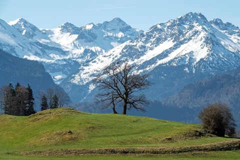 Group of trees, snow-covered mountains of the Allgäu Alps, near Schöllang, Oberallgäu, Allgäu,