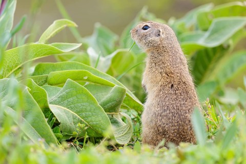 An adult ground squirrel (Spermophilus citellus) eats leaves and flowers on a cloudy day in a green