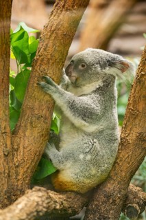 Koala (Phascolarctos cinereus) sitting on a tree, captive, distribution South Australia, Australia,