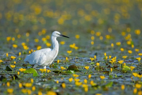 Little Egret (Egretta garzetta) Hungary