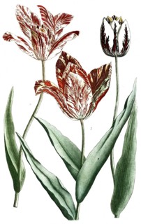 Botany, plants, tulipa, tulips, various variations