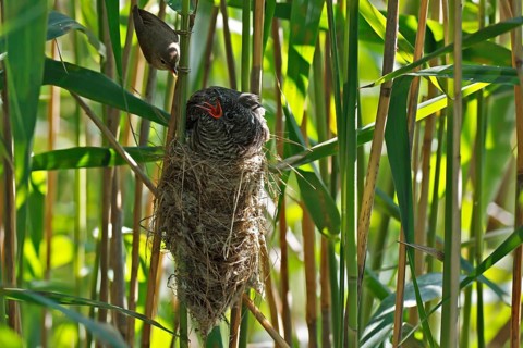 Common Cuckoo & Eurasian Reed Warbler (Cuculus canorus & Acrocephalus scirpaceus) Eurasian Reed