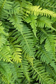 Spotted fern (Polypodium vulgare), Berggarten, Germany