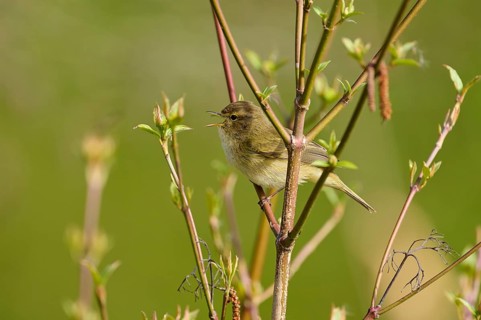 A bird sits singing on a thin branch in a green spring environment, chiffchaff (Phylloscopus