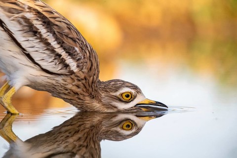 Eurasian Stone-curlew (Burhinus oedicnemus) drinking, Castile-La Mancha, Spain