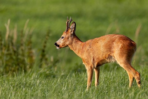 The roebuck (Capreolus capreolus) has just stepped onto the grazing area, but it is less interested