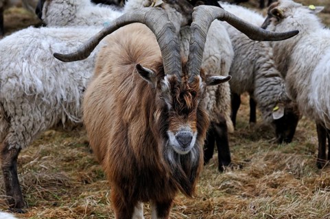 Goat in a flock of sheep on pasture, Kalkberg, Nesow, Mecklenburg-Western Pomerania, Germany