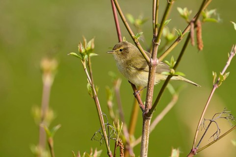 A songbird sits between green branches and looks out, surrounded by spring nature, chiffchaff