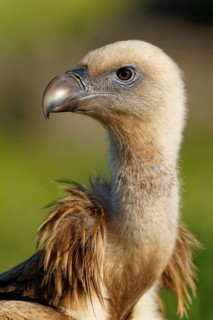 Griffon Vulture (Gyps fulvus) portrait, Castilla-La Mancha, Spain