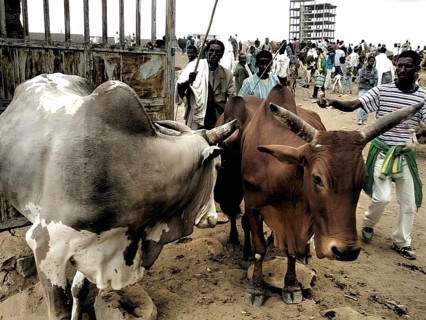 People with sticks and cows (bos) at a busy cattle market with many people, Ethiopia