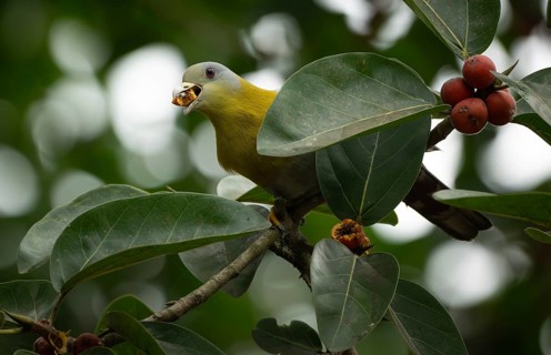 Yellow-footed green pigeon (Treron phoenicopterus) in a banyan tree, Sreepur, Gazipur, bangladesh