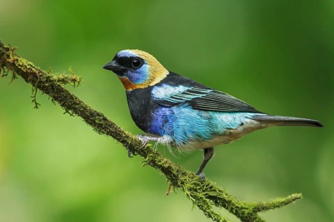 Golden-hooded Tanager (Tanagara larvata) perched on a branch in Costa Rica