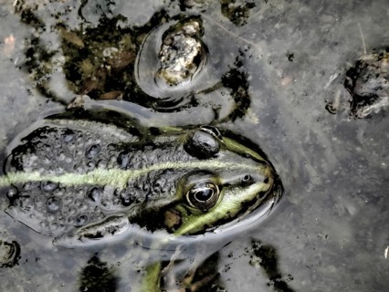 Close-up of a pond frog (pelophylax esculentus) on the surface of a pond, surrounded by aquatic
