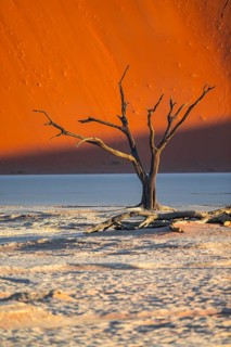 Dead camel thorn trees (Vachellia erioloba), red sand dunes, white salt pan, Dead Vlei, Sossusvlei,
