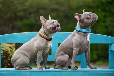 Two lilac brindle French Bulldog dogs sitting on blue bench. Comparison between brachycephalic type
