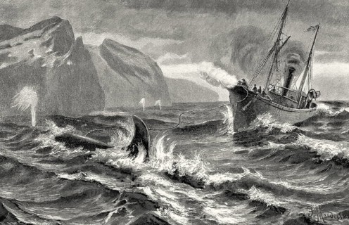 Whaling at the Siberian coast with a harpoon fired from a cannon, 19th century