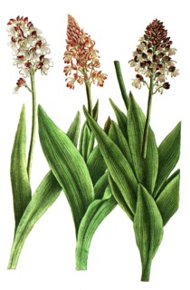 Botany, plants, orchids, various Orchis canosorchis major, genus of orchids within the orchid