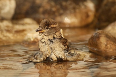 House sparrow (Passer domesticus) female bathing in a garden pond, Allgäu, Bavaria, Germany
