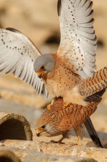 Lesser Kestrel (Falco naumanni), pair mating, Castile-La Mancha