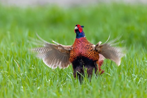 The pheasant cock (Phasianus colchicus) continues the mating ritual with a slightly forward leaning
