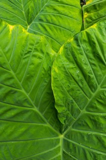Paintbrush plant (Colocasia), plant, tropical plant, leaf, lotus, lotus effect, beading,