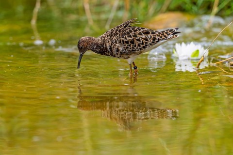 A female ruff (Calidris pugnax) searching for food in shallow water. Northern Poland