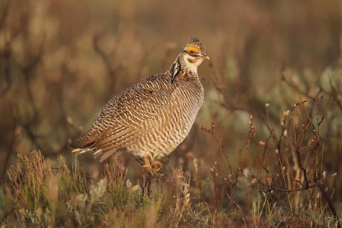 Lesser Prairie Chicken (Tympanuchus pallidicinctus) male, New Mexico, USA