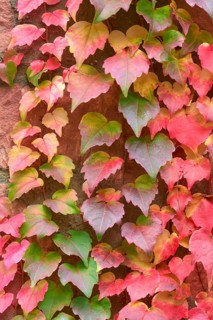 Wild Vine climbing plant on a wall with autumnal colours, leaves in green, red and pink, Spessart,