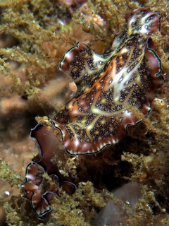 Persian carpet whirlpool worm (Pseudobiceros bedfordi) with wavy edges on a structured sandy seabed