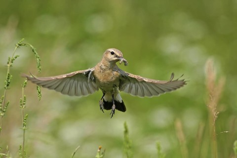 Isabelline Wheatear (Oenanthe isabellina), Rhodopen, Bulgaria
