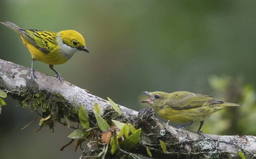 Silver-throated Tanager & Thick-billed Euphonia (Tangara icterocephala & Euphonia laniirostris),