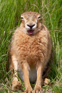 European brown hare (Lepus europaeus) adult animal yawning, Suffolk, England, United Kingdom
