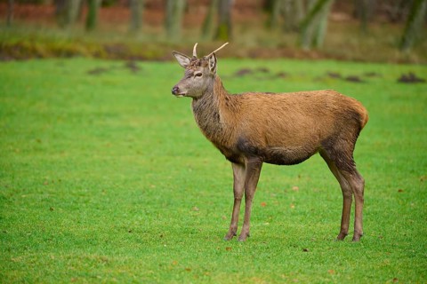Young stag with small antlers standing alone in a green meadow, red deer (Cervus elaphus), Hesse,