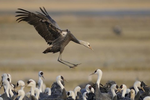 Hooded Crane (Grus monacha) juvenile flying, Arasaki, Japan