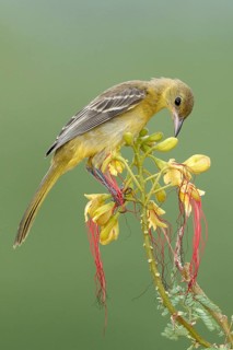 Hooded Oriole (Icterus cucullatus) female, Arizona, USA