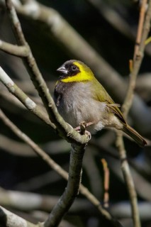 Cuban grassquit (Tiaris canorus) perched on a branch in Cuba