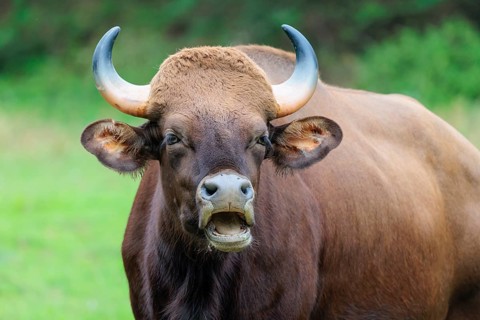Portrait of a male Gaur (Bos gaurus gaurus) on a pasture. Indian subcontinent and Southeast Asia
