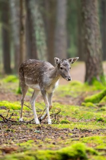European fallow deer (Dama dama) doe in a forest in autumn, Bavaria, Germany