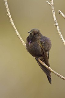 Blue-mantled Thornbill (Chalcostigma stanleyi), Ecuador