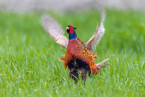The pheasant cock (Phasianus colchicus) presents the mating ritual in an upright posture and rapid