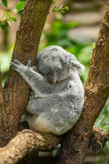 Koala (Phascolarctos cinereus) sitting on a tree, captive, distribution South Australia, Australia,