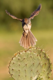 Long-billed Thrasher (Toxostoma longirostre) flying, Texas, USA