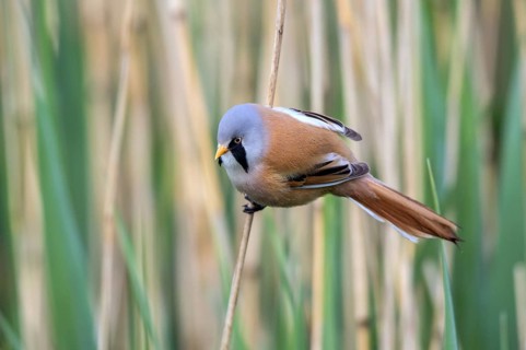 Bearded Reedling (Panurus biarmicus) male perched on reed, Mecklenburg-Western, Pomerania, Germany